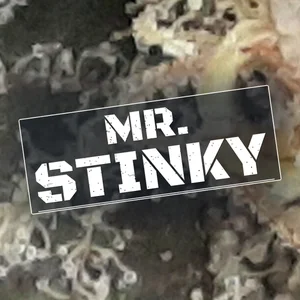 Mr. Stinky Cannabis Strain