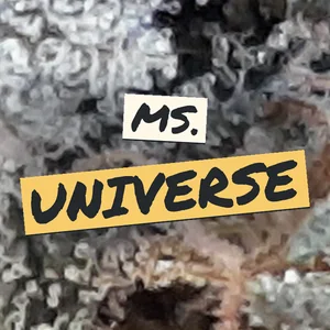 Ms. Universe Cannabis Strain