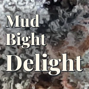Mud Bight Delight Cannabis Strain