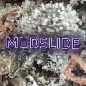 Mudslide Cannabis Strain
