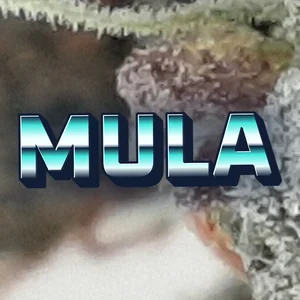 Mula Cannabis Strain