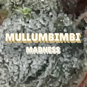 Mullumbimbi Madness Cannabis Strain