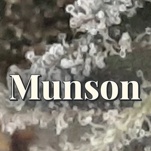 Munson Cannabis Strain