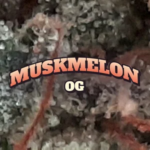Muskmelon OG Cannabis Strain