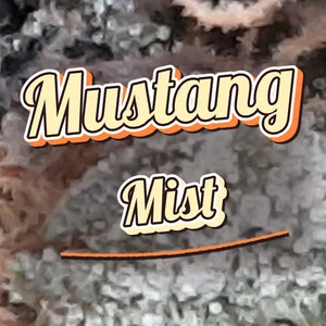 Mustang Mist Cannabis Strain