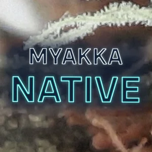 Myakka Native Cannabis Strain