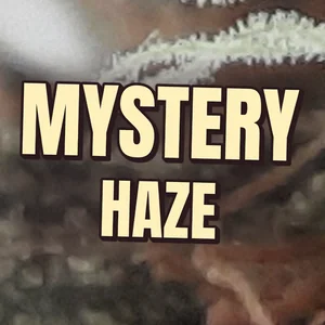 Mystery Haze Cannabis Strain