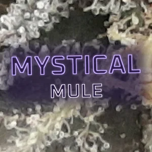 Mystical Mule Cannabis Strain