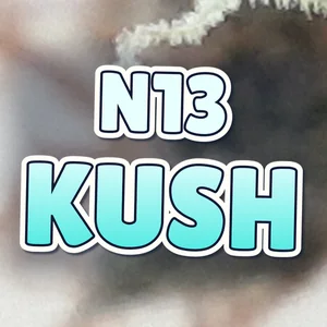 N13 Kush Cannabis Strain