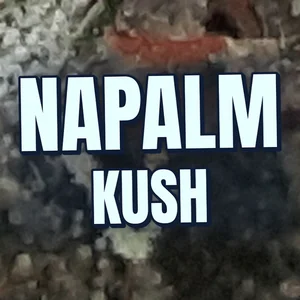 Napalm Kush Cannabis Strain
