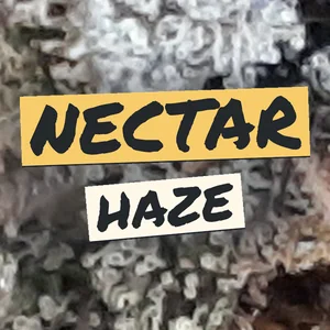 Nectar Haze Cannabis Strain