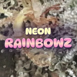 Neon Rainbowz Cannabis Strain