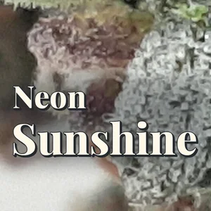 Neon Sunshine Cannabis Strain