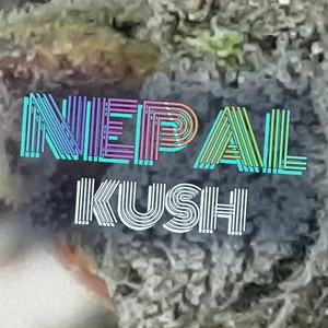 Nepal Kush Cannabis Strain
