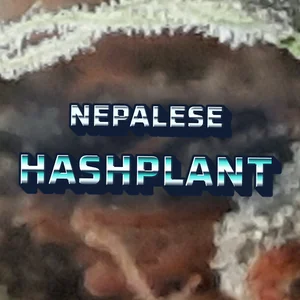 Nepalese Hashplant Cannabis Strain