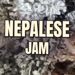 Nepalese Jam Cannabis Strain