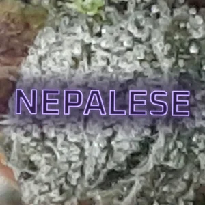 Nepalese Cannabis Strain