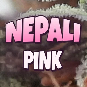 Nepali Pink Cannabis Strain