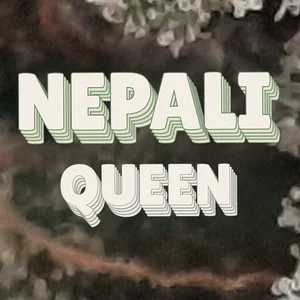 Nepali Queen Cannabis Strain