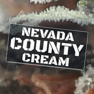 Nevada County Cream Cannabis Strain