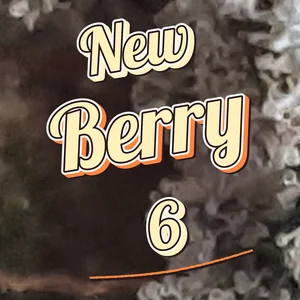 New Berry 6 Cannabis Strain