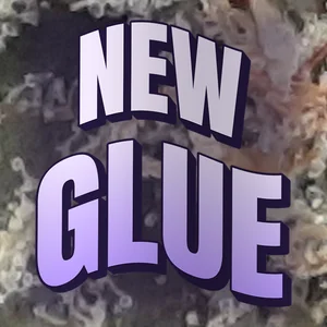 New Glue Cannabis Strain