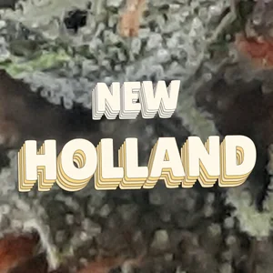 New Holland Cannabis Strain
