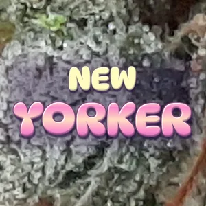 New Yorker Cannabis Strain