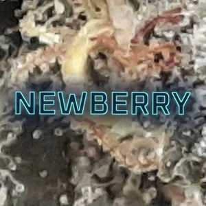 Newberry Cannabis Strain
