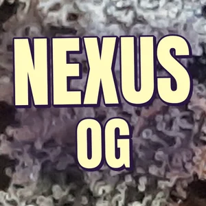 Nexus OG Cannabis Strain