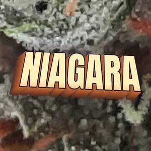 Niagara Cannabis Strain