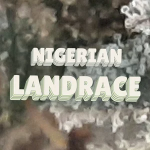 Nigerian Landrace Cannabis Strain