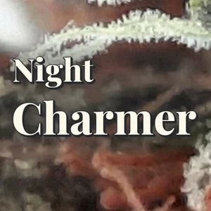 Night Charmer Cannabis Strain