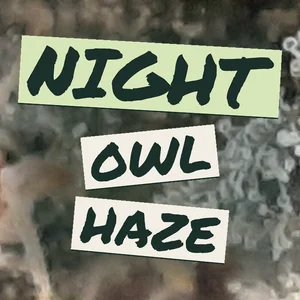 Night Owl Haze Cannabis Strain
