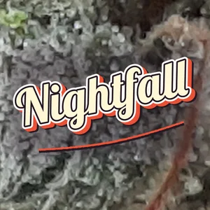Nightfall Cannabis Strain