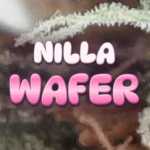 Nilla Wafer Cannabis Strain