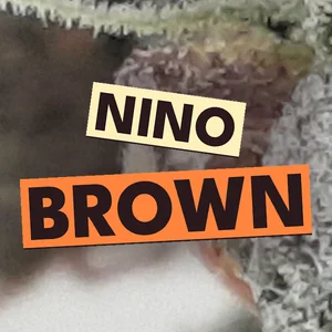 Nino Brown Cannabis Strain