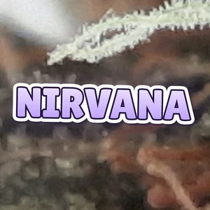 Nirvana Cannabis Strain