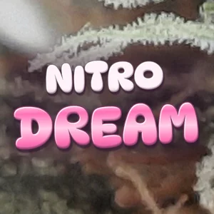 Nitro Dream Cannabis Strain