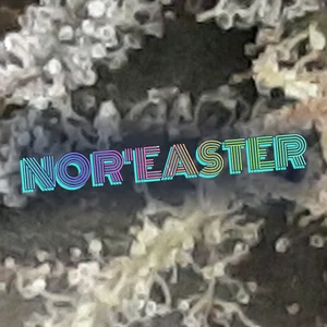 Nor'Easter Cannabis Strain