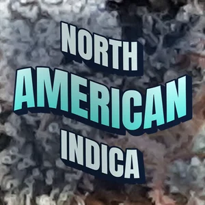 North American Indica Cannabis Strain