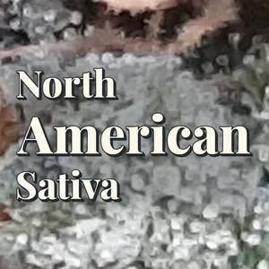 North American Sativa Cannabis Strain