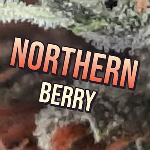 Northern Berry Cannabis Strain