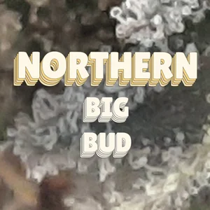 Northern Big Bud Cannabis Strain
