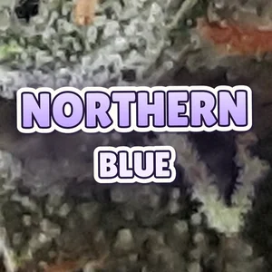 Northern Blue Cannabis Strain