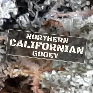 Northern Californian Gooey Cannabis Strain