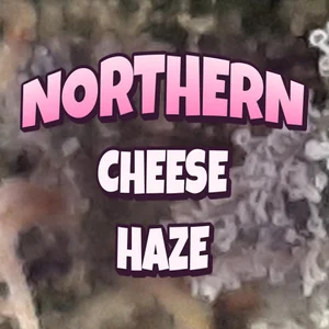 Northern Cheese Haze Cannabis Strain
