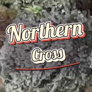 Northern Cross Cannabis Strain