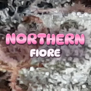 Northern Fiore Cannabis Strain