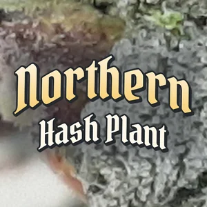 Northern Hash Plant Cannabis Strain